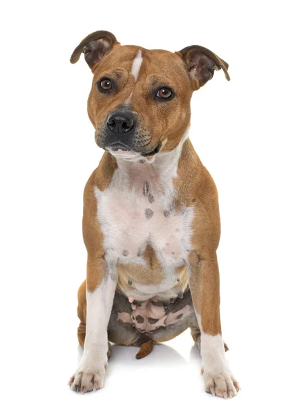 Stafforshire bull terrier — Stock Photo, Image