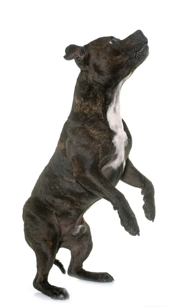 Stafforshire bull terrier — Stockfoto