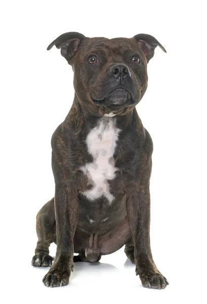 Stafforshire bull terrier — Foto de Stock