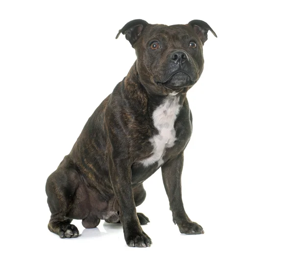 Stafforshire bull terrier — Foto de Stock