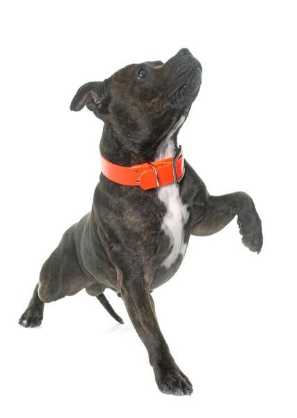 Stafforshire bull terrier — Stock Photo, Image