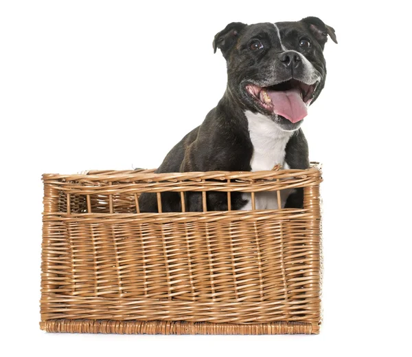 Stafforshire Bull Terrier — Zdjęcie stockowe