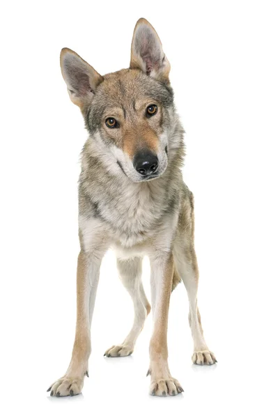 보내 늑대 개 — 스톡 사진