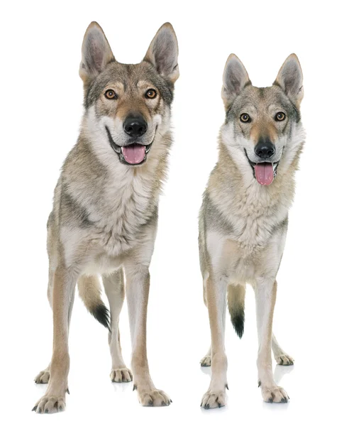 Tsjecho-Slowaakse wolf honden — Stockfoto