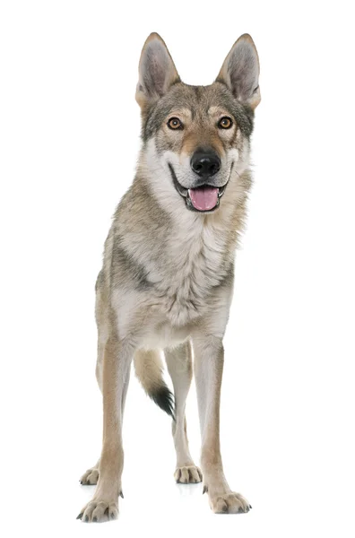 Чехословацькому вовк собака — стокове фото