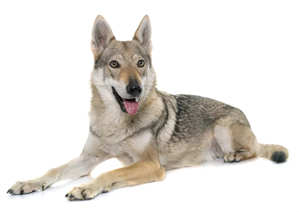 Perro lobo checoslovaco — Foto de Stock