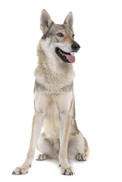 Tsjecho-Slowaakse wolf hond — Stockfoto