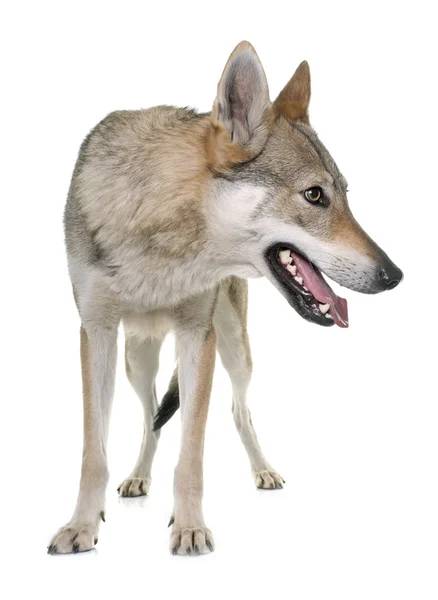 Tsjecho-Slowaakse wolf hond — Stockfoto