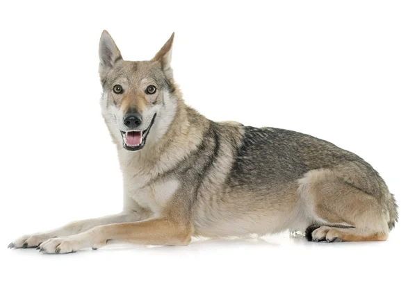 Tsjecho-Slowaakse wolf hond — Stockfoto