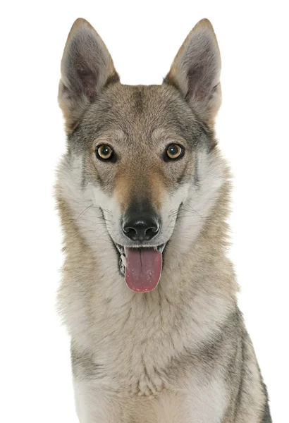 Tsjecho-Slowaakse wolf hond — Stockfoto