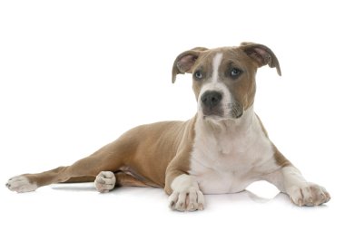 köpek Amerikan staffordshire terrier