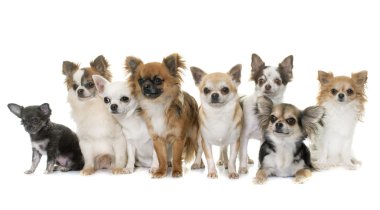 Grup Chihuahua Studio