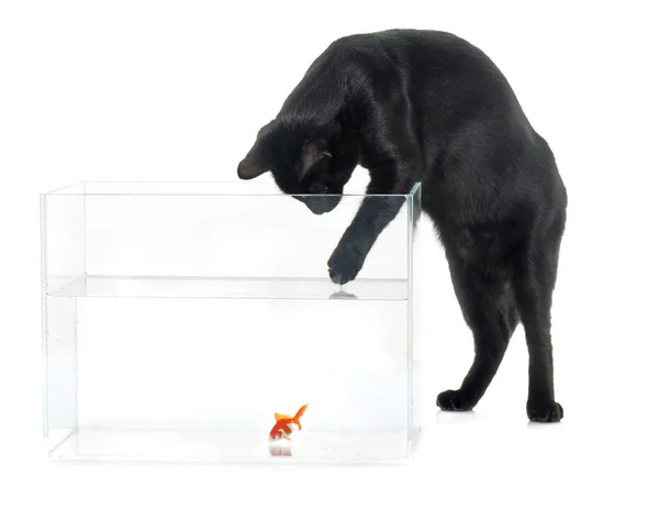 Red goldfish and black cat — Stock Photo, Image