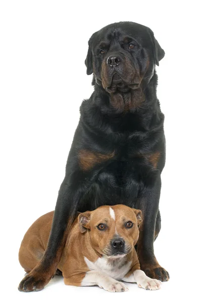 Terrier touro stafforshire e rottweiler — Fotografia de Stock