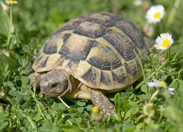 La tortue d'Hermann dans l'herbe — Photo