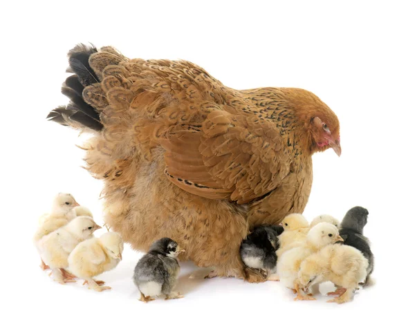 Brahma tavuk ve civcivler — Stok fotoğraf