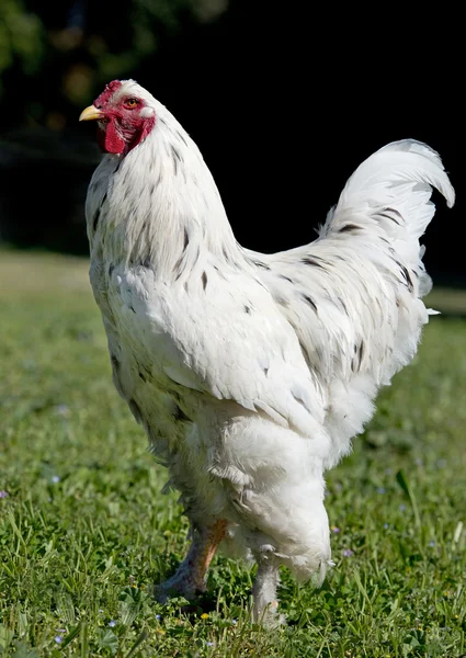 Gallo brahma bianco — Foto Stock