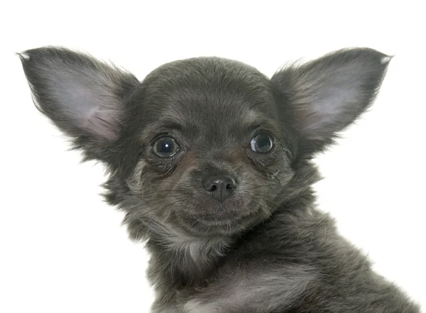 Cucciolo chihuahua in studio — Foto Stock