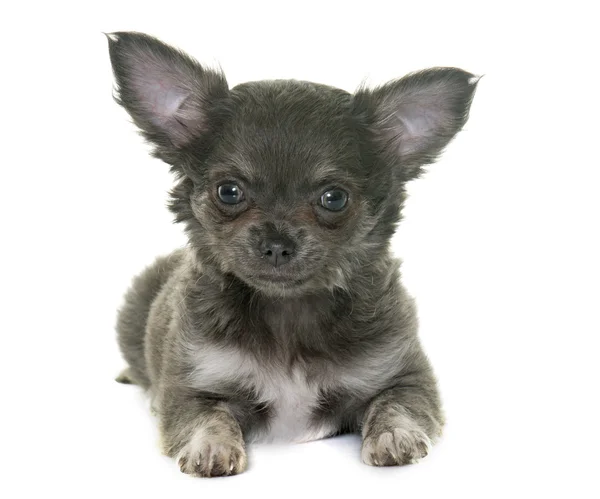 Cucciolo chihuahua in studio — Foto Stock