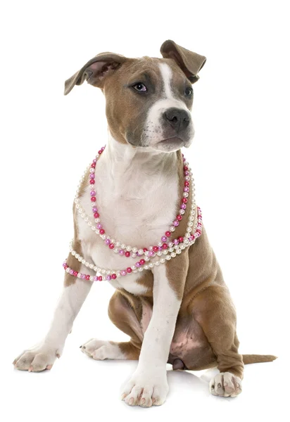 Welpe American Staffordshire Terrier — Stockfoto