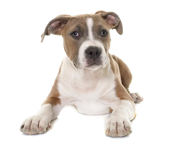 ลูกสุนัข อเมริกัน stafordshire terrier — ภาพถ่ายสต็อก