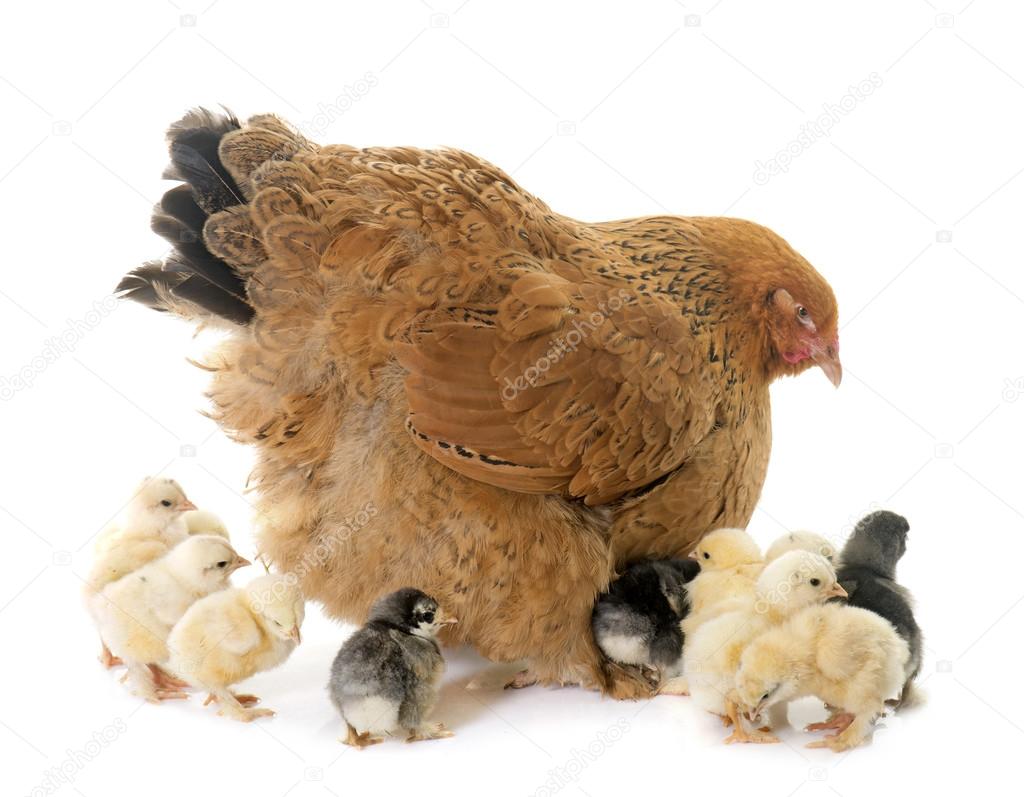 pollitos y gallina brahma — Foto de stock © cynoclub stock photo brahma chicken and chicks