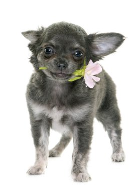 köpek chihuahua Studio