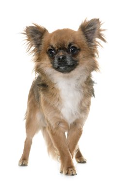 chihuahua Studio