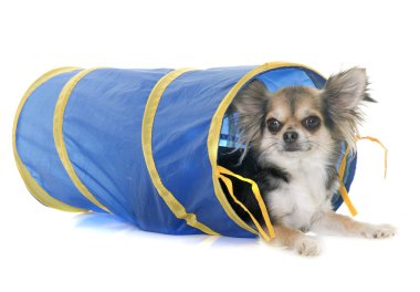 Chihuahua çeviklik