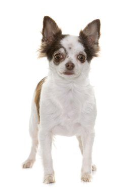 chihuahua Studio