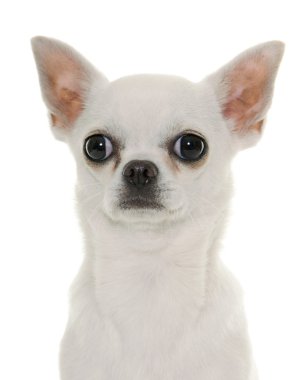 chihuahua Studio