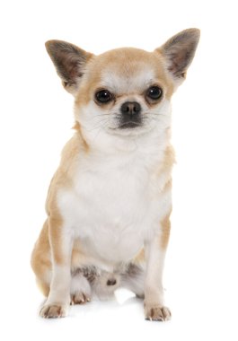 chihuahua Studio