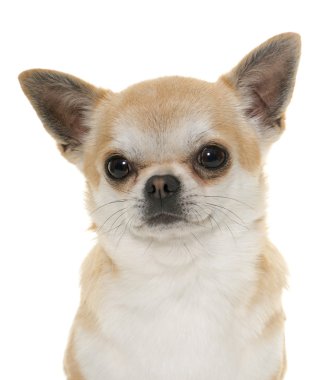 chihuahua Studio