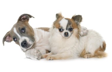 köpek yavrusu Amerikan staffordshire terrier ve chihuahua