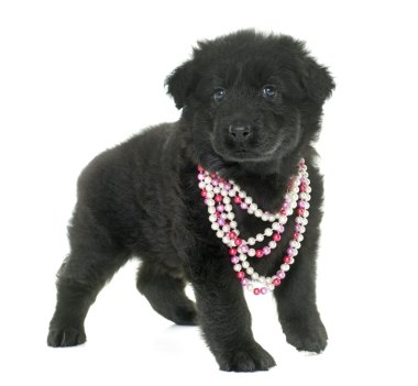 Eski tip Alman çoban