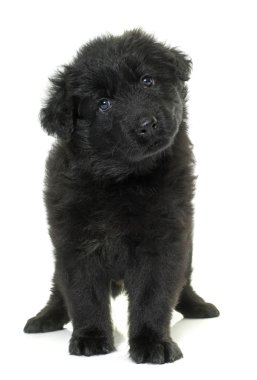 Eski tip Alman çoban