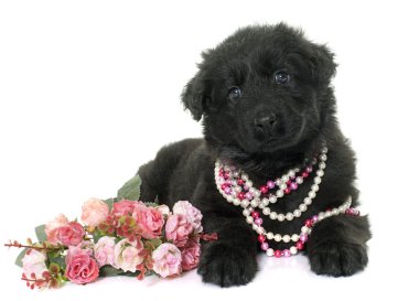 Eski tip Alman çoban