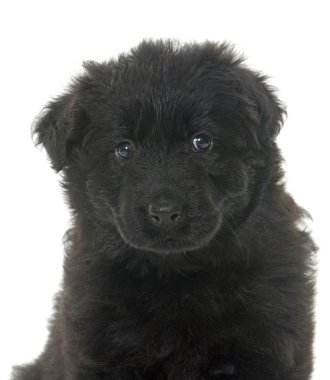 Eski tip Alman çoban