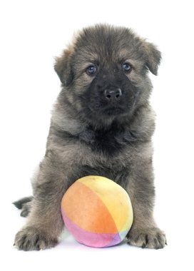 Eski tip Alman çoban