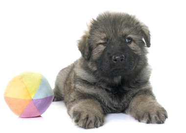 Eski tip Alman çoban