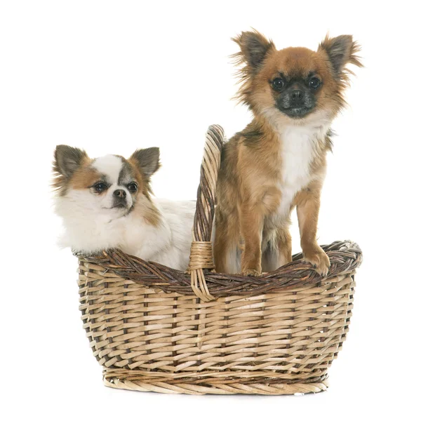 Chihuahuas in studio — Stock Photo, Image