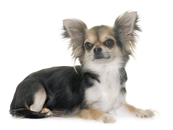 Chihuahua en el estudio —  Fotos de Stock