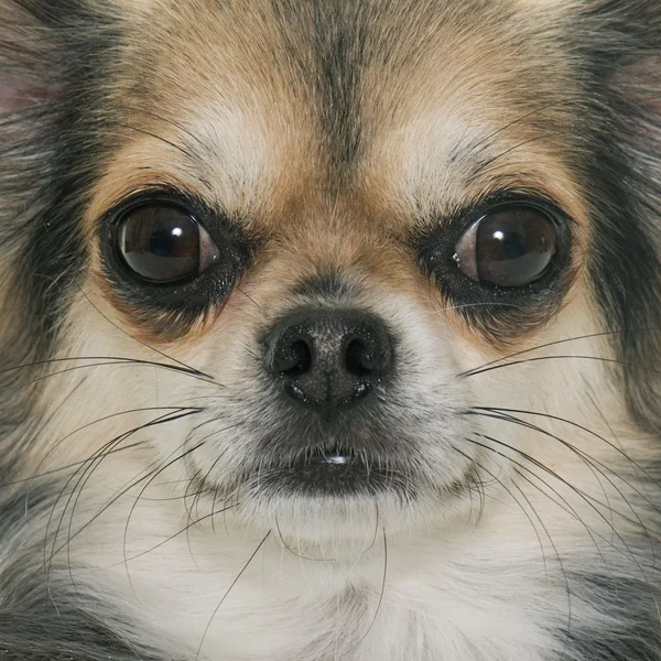 Chihuahua i studio – stockfoto