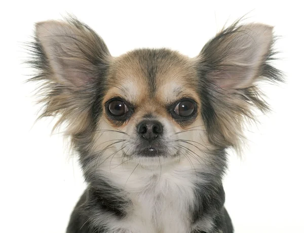 Chihuahua in studio — Stockfoto