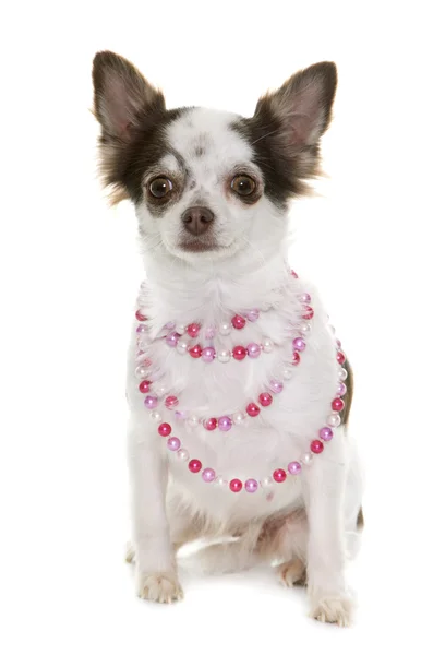 Chihuahua in studio — Stock Photo, Image