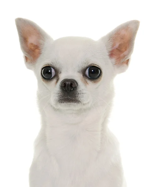 Chihuahua in studio — Foto Stock