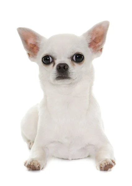 Chihuahua in studio — Stock Photo, Image