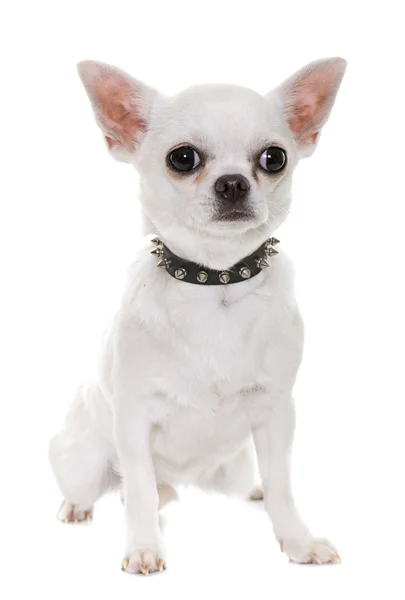 Chihuahua in studio — Stockfoto