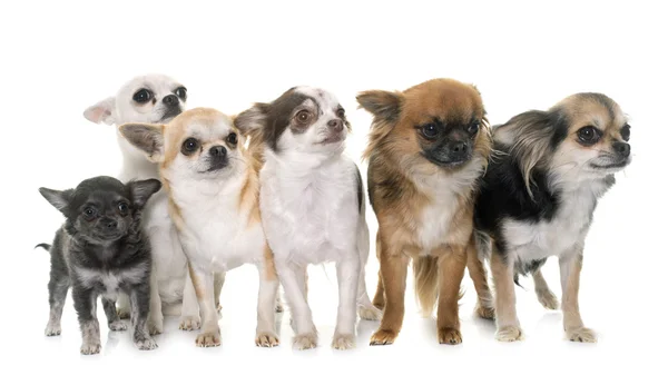 Gruppo di chihuahua in studio — Foto Stock