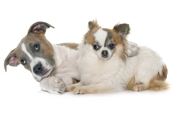 Cachorro americano staffordshire terrier y chihuahua — Foto de Stock